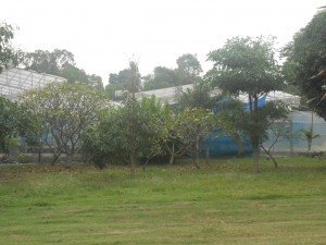 Pattaya-hydroponics