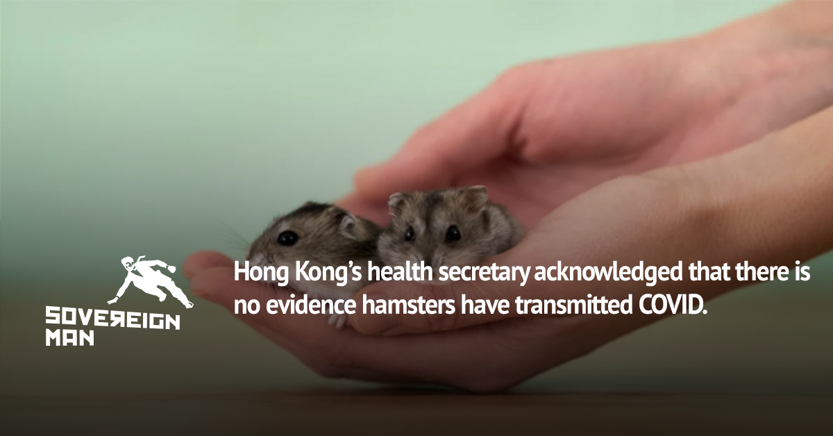 Save The Hamsters Underground Portfolio